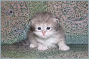 Male Siberian Kitten from Deedlebug Siberian